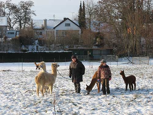 Winter bei Juwel Alpakas in Aresing